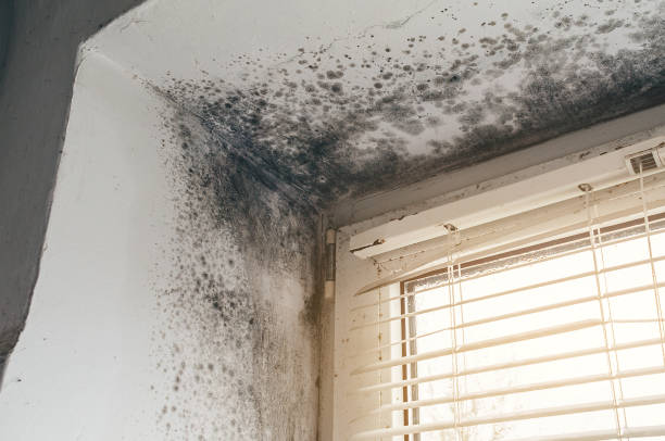 Affordable Mold Removal solutions in Clarksboro, NJ